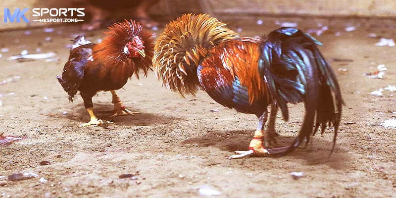 Hình ảnh công chiếu rõ nét